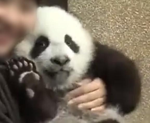 古古小時候。(微博)