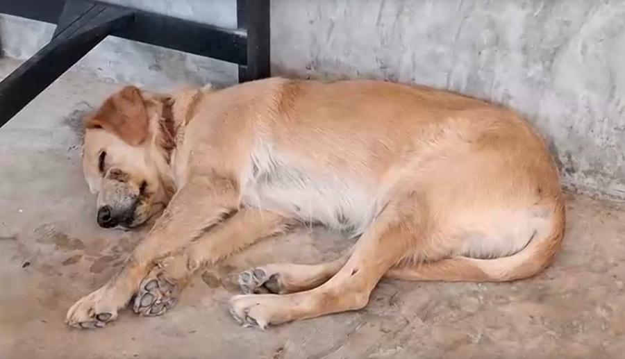 Talaengjit指,這個土製炸彈體積約網球大小,極像普通小球,因此不會責怪Latte將它帶回來。(X)