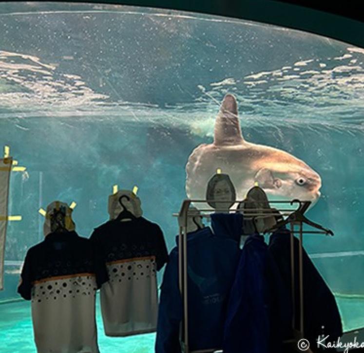 用制服做假人對著玻璃櫥窗。第二天,翻車魚竟然恢復進食。(YouTube)