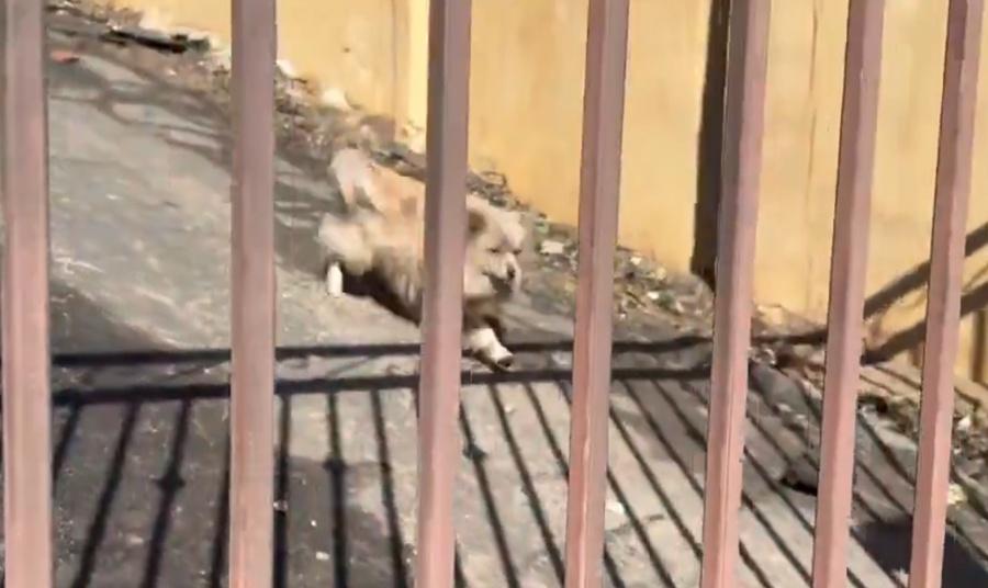 Oreo亦認出主人,立刻擺著尾巴越過大閘,回到Casey身邊。(X)