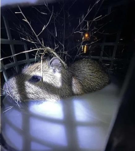 飼主張貼了2隻水豚離家的畫面,並且尋求網友的協助。(FB)