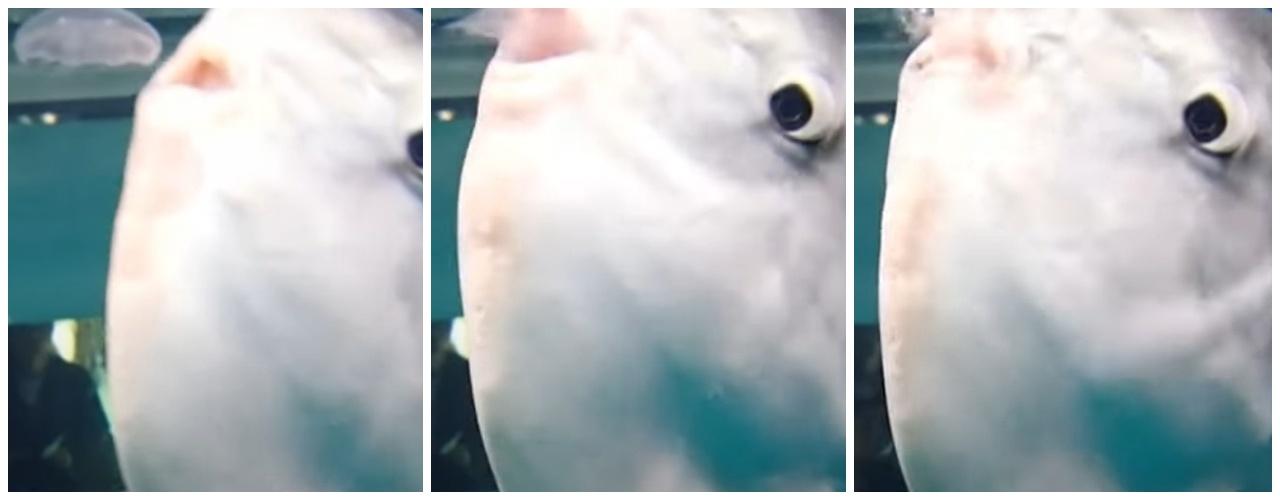 用制服做假人對著玻璃櫥窗。第二天,翻車魚竟然恢復進食。(YouTube)