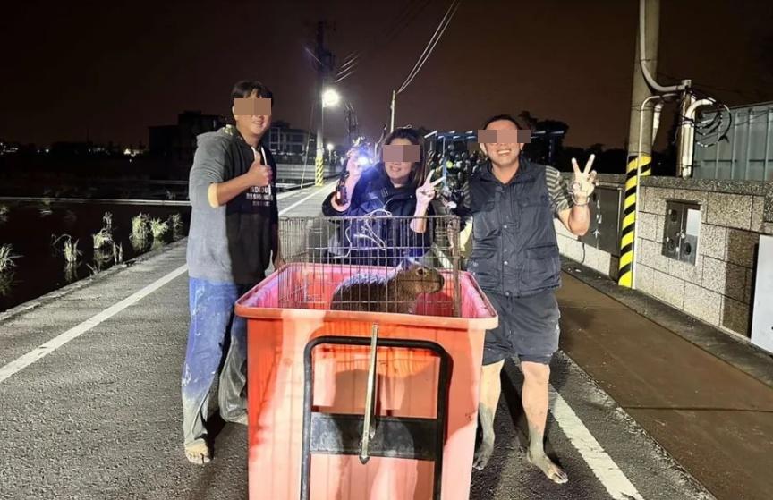 飼主找朋友幫忙費了相當力氣,才將2隻水豚帶回家。(網上圖片)