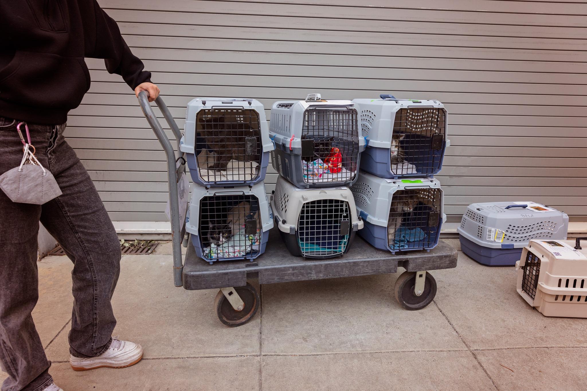 收容所籲飼主撤離盡量帶同所養的寵物。(FB)