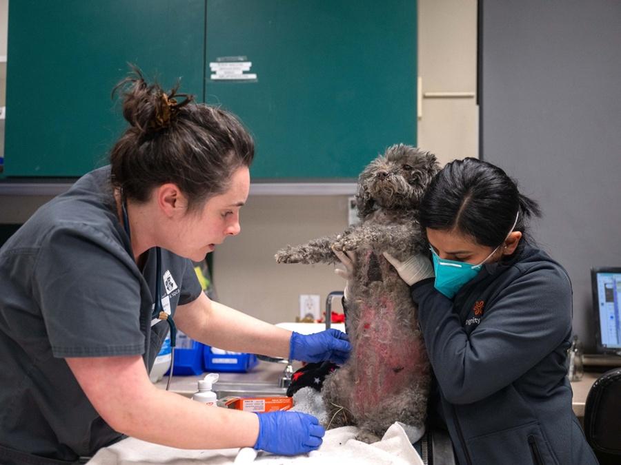 收容所籲飼主撤離盡量帶同所養的寵物。(FB)