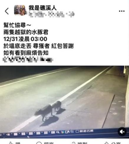 飼主張貼了2隻水豚離家的畫面,並且尋求網友的協助。(FB)