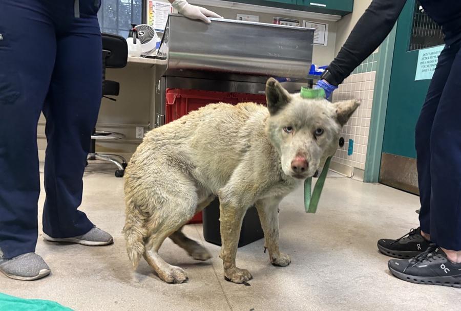 洛杉磯山火火場焚毀面積比兩個曼克頓還大,收容所接收逾400隻動物。(FB)