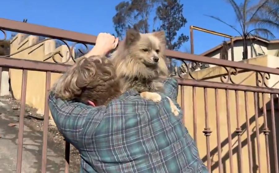 網民:無疑!狗狗是家人。(X)