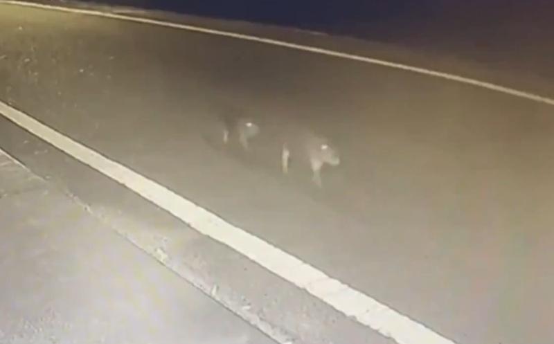 飼主張貼了2隻水豚離家的畫面,並且尋求網友的協助。(FB)