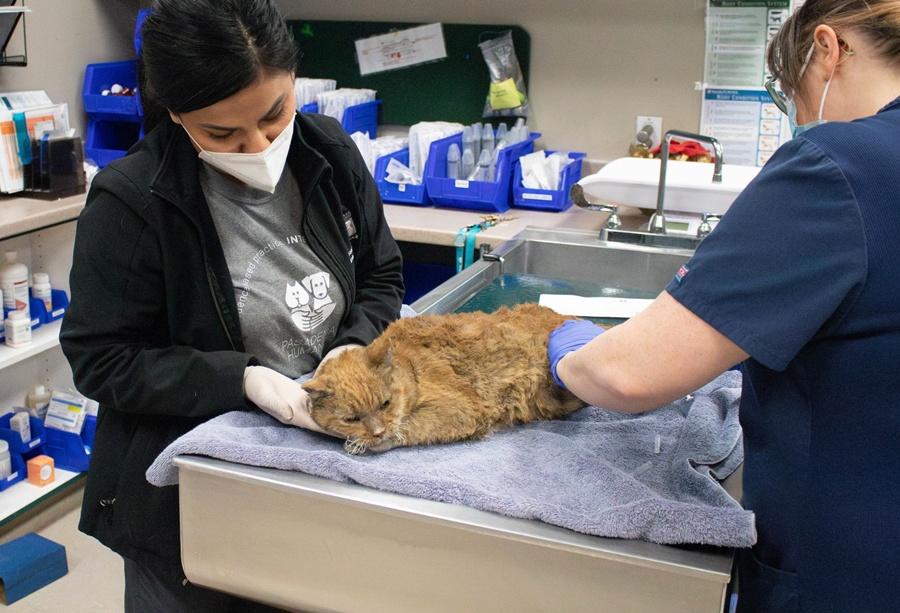 收容所籲飼主撤離盡量帶同所養的寵物。(FB)