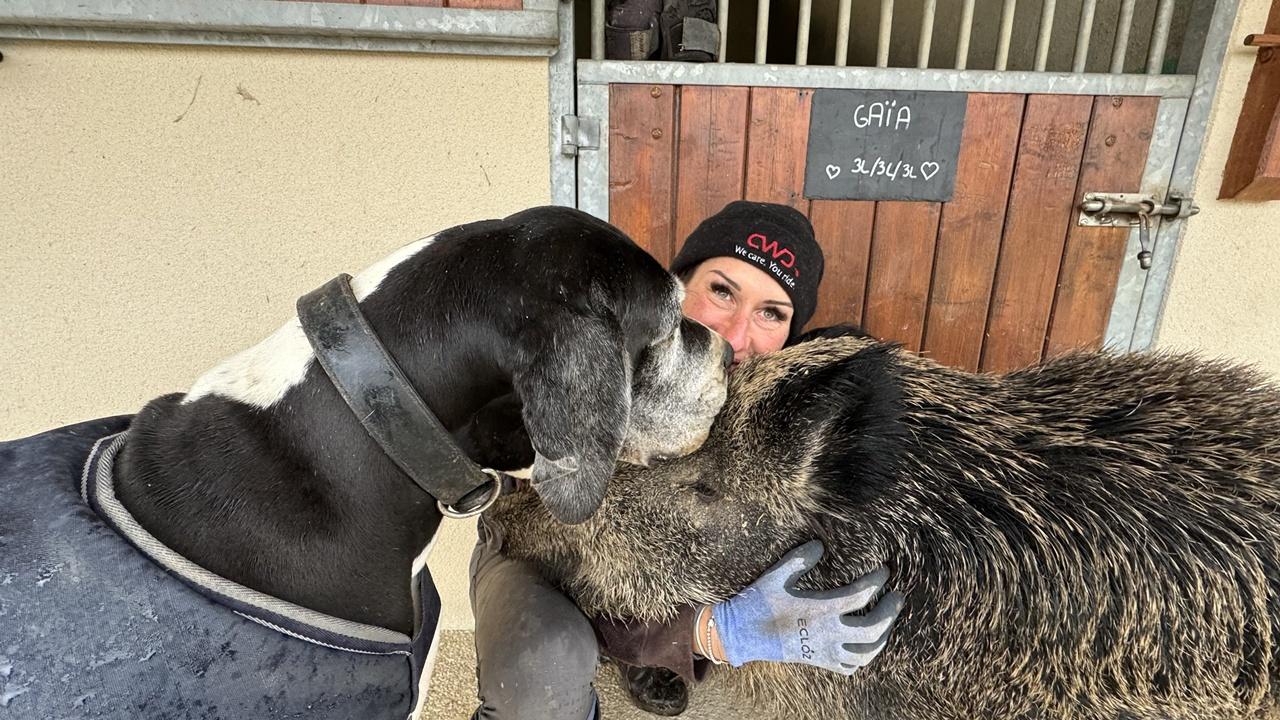 Elodie說「肉醬」如今能夠聽懂坐下、躺下等指令,和馬場的其他動物相處得和樂融融。(X)