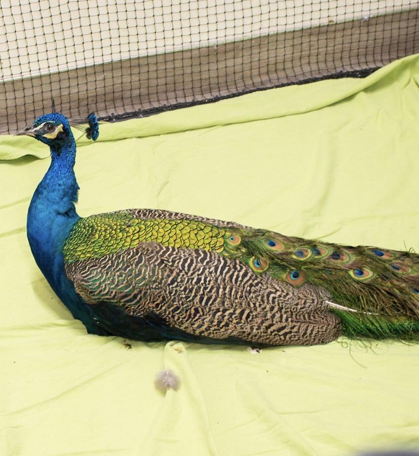 需要接受治療的動物包括寵物狗狗、家貓、鳥類,甚至初生狼,以及許多野生動物。(FB)