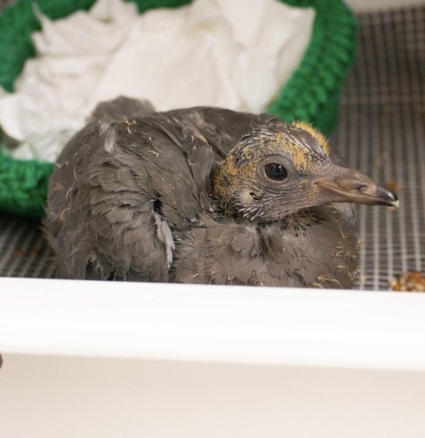 需要接受治療的動物包括寵物狗狗、家貓、鳥類,甚至初生狼,以及許多野生動物。(FB)