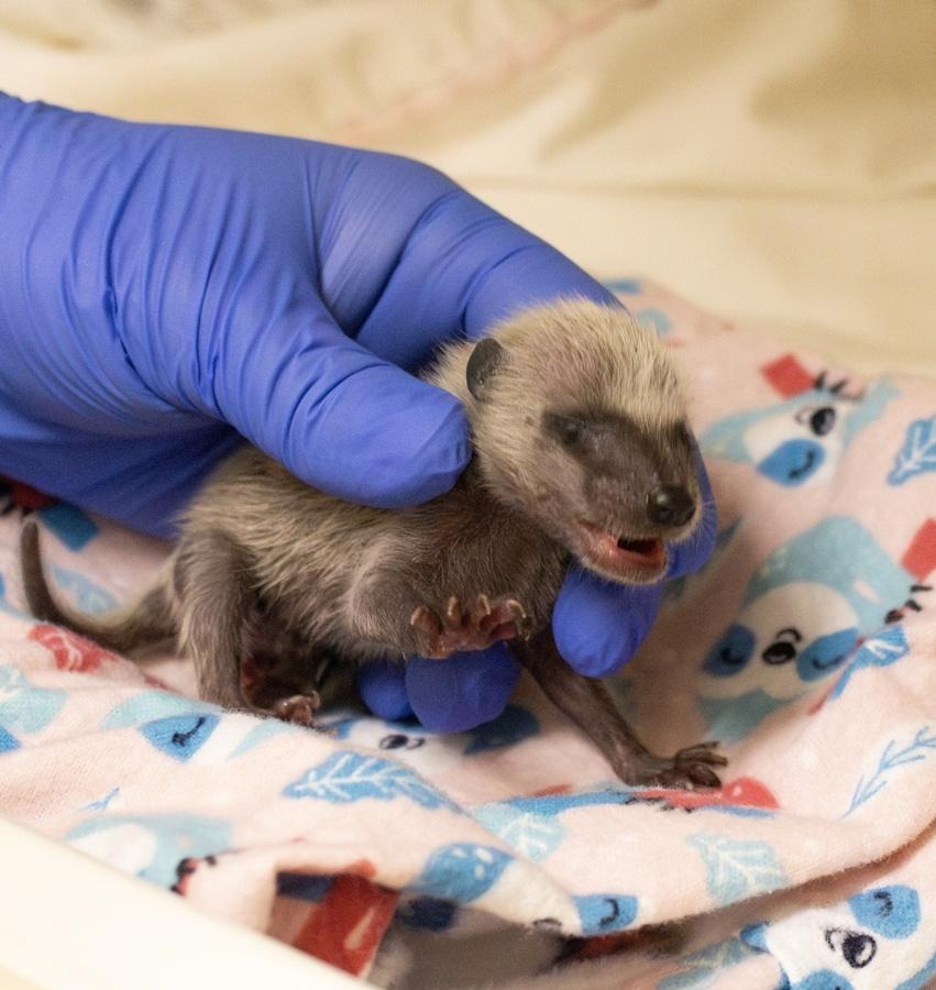 需要接受治療的動物包括寵物狗狗、家貓、鳥類,甚至初生狼,以及許多野生動物。(FB)