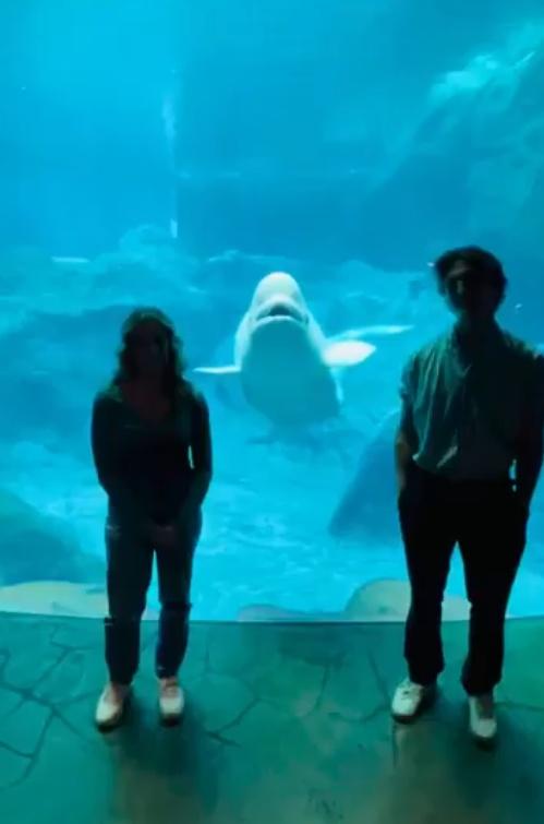 Olivia和他的男友Gavin Hulberg參觀水族館打算在白鯨的展示池前合照。(X)