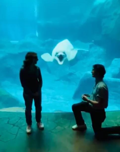 16歲雌性白鯨「 Qinu」就像是目擊到天大的好消息一樣,又驚又喜忍不住張開咀巴。(X)