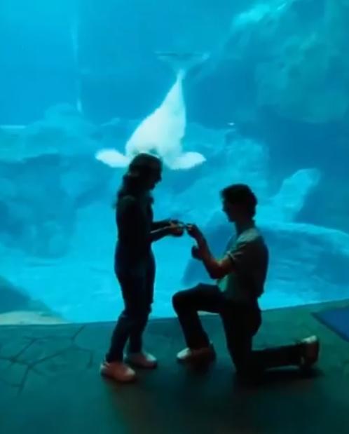 16歲雌性白鯨「 Qinu」就像是目擊到天大的好消息一樣,又驚又喜忍不住張開咀巴。(X)