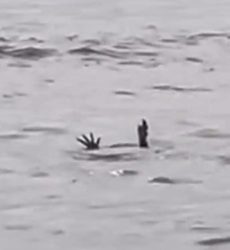 鱷魚把牠的手爪伸出水面,疑似模仿人類溺水的樣子。(IG)