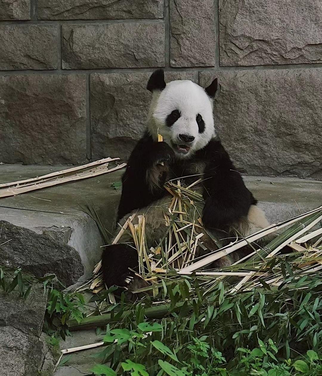 貓粉分享古古相片懷念。(微博)