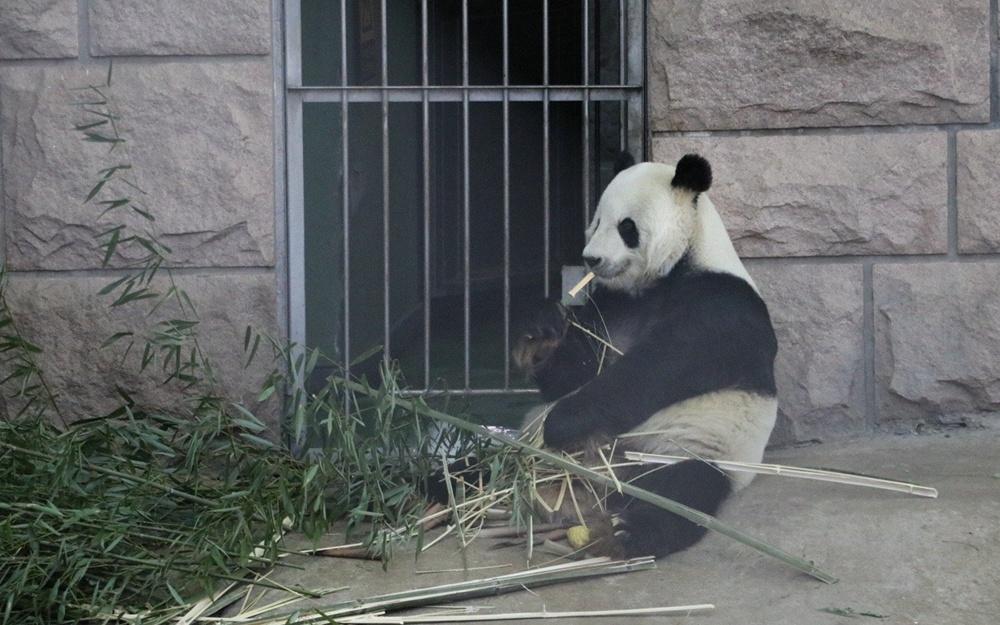 貓粉分享古古相片懷念。(微博)