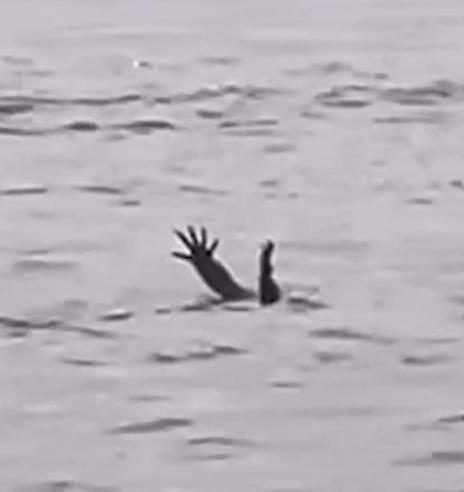 鱷魚把牠的手爪伸出水面,疑似模仿人類溺水的樣子。(IG)