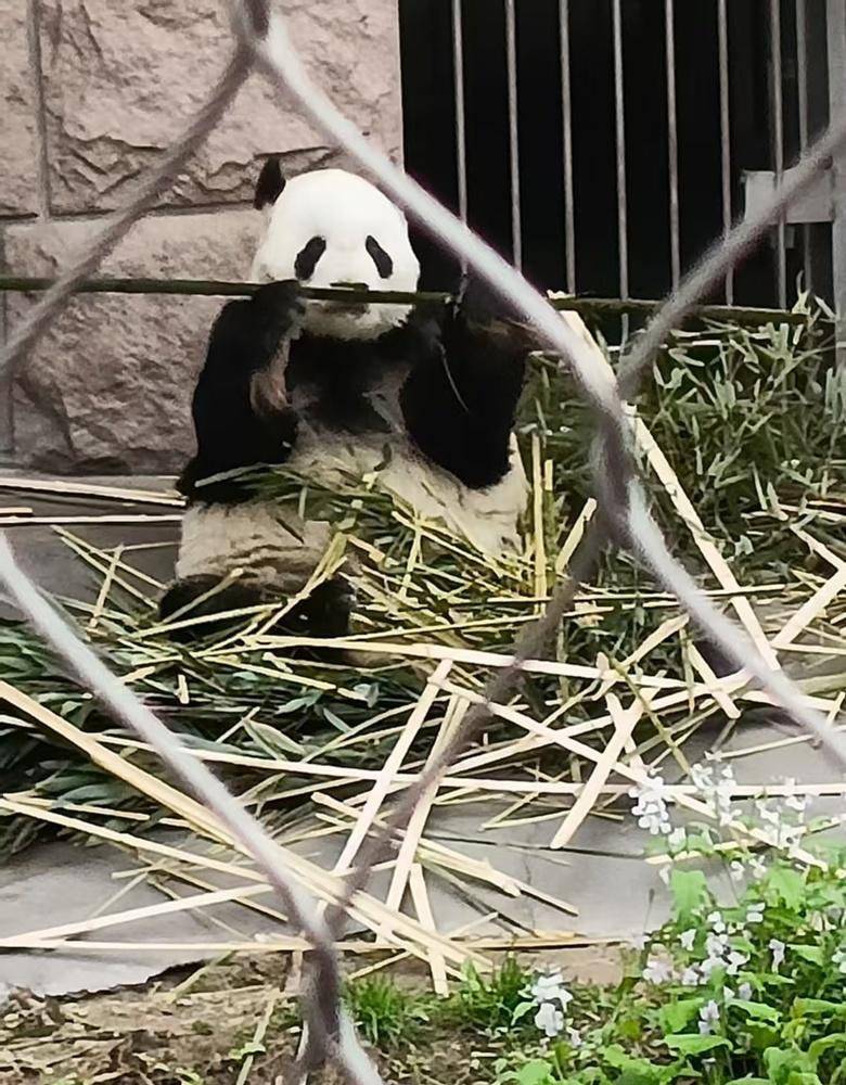 貓粉分享古古相片懷念。(微博)