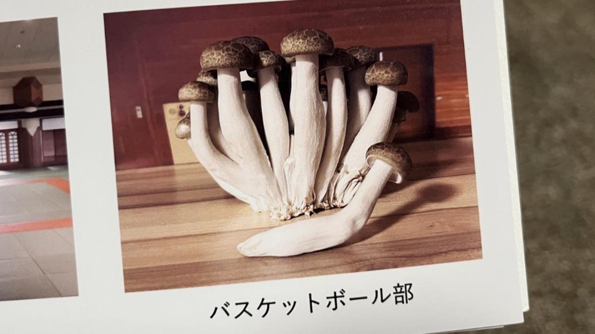 鴻禧菇畢業紀念冊