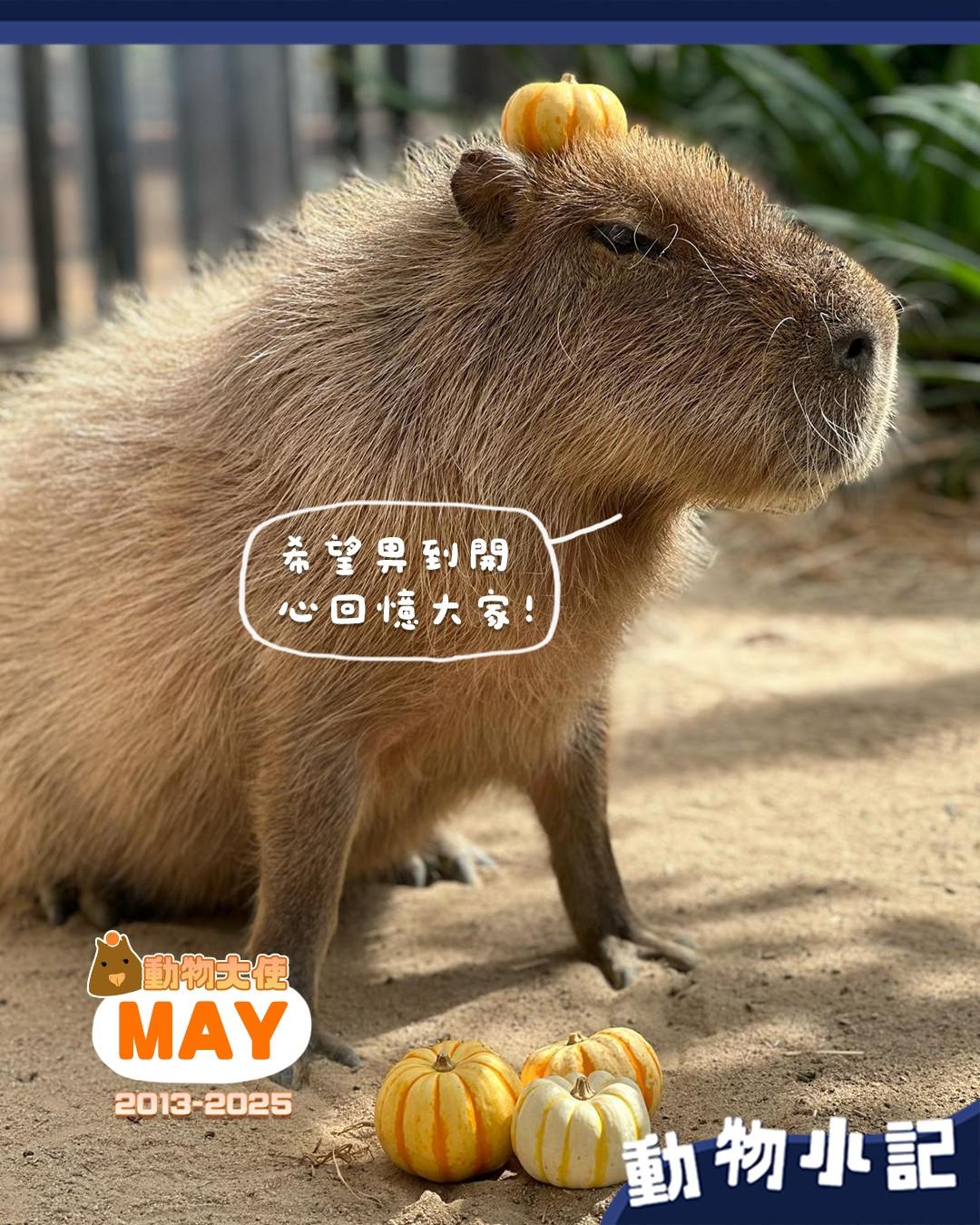 海洋公園證實,園內水豚「阿May」周四(23日)離世,享年約12歲(海洋公園FB)