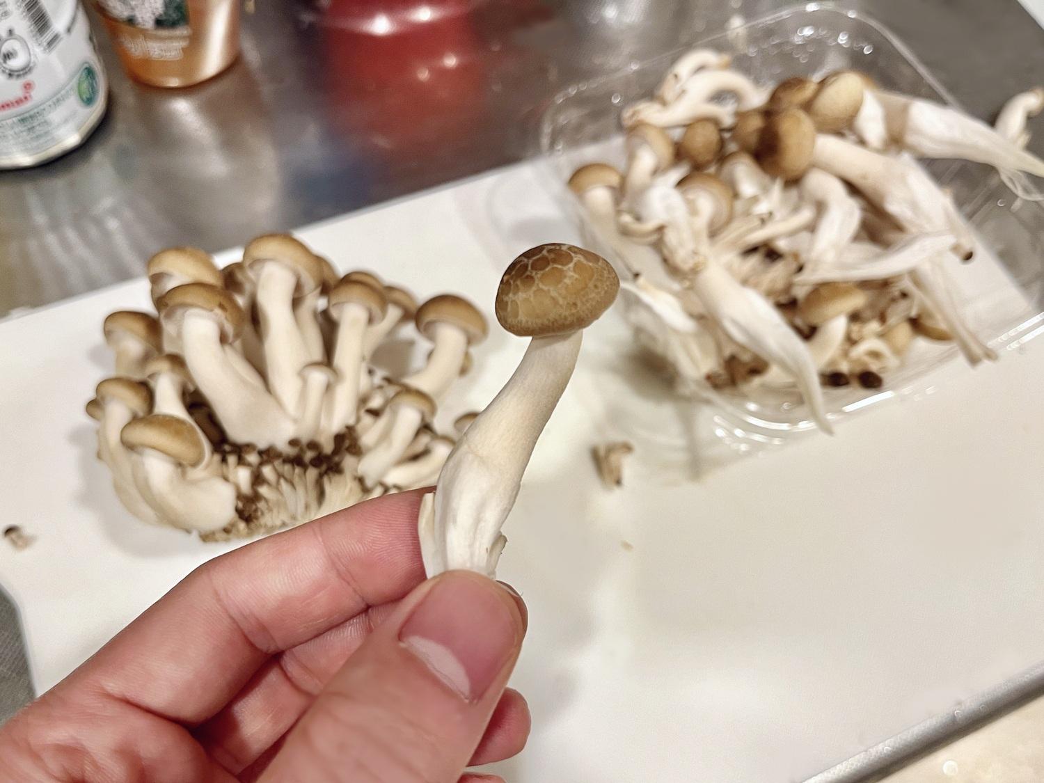 鴻禧菇畢業紀念冊