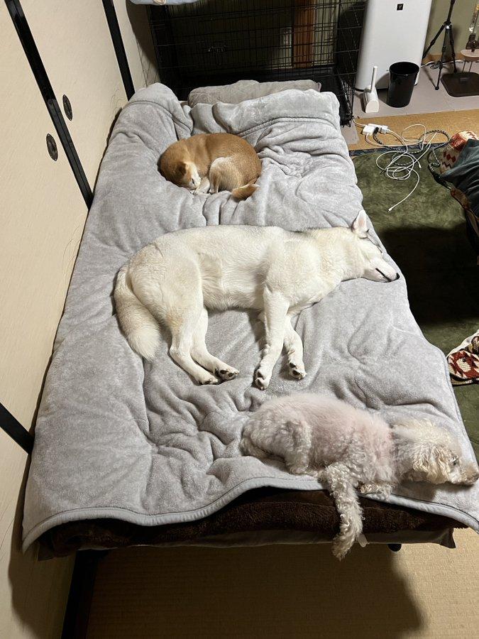 狗主的床被3隻愛犬霸佔,發文尋求意見,引來網民創意回應。