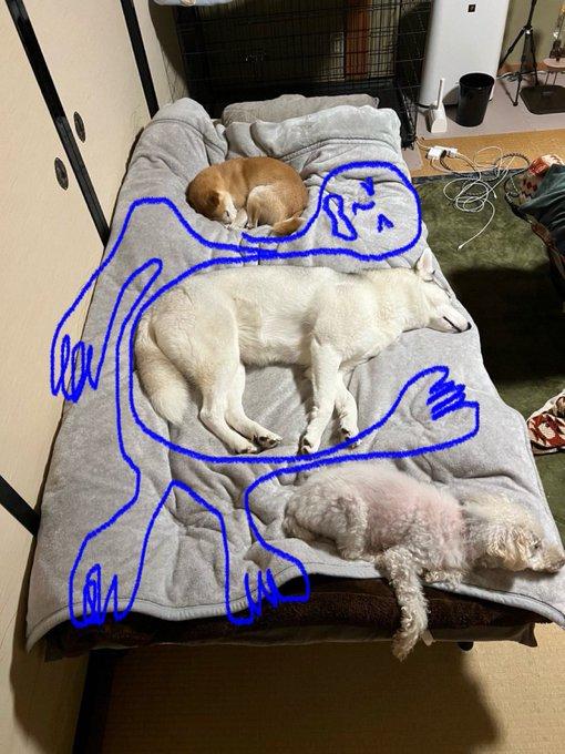狗主的床被3隻愛犬霸佔,網民建議他扭曲身體一起睡。