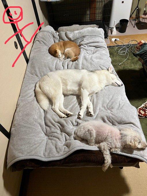 狗主的床被3隻愛犬霸佔,網民建議他在站在床邊睡覺。