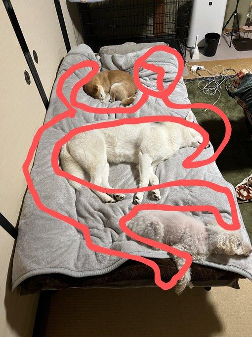 狗主的床被3隻愛犬霸佔,發文尋求意見,引來網民創意回應。