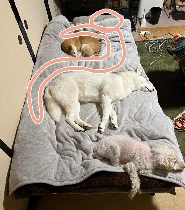 狗主的床被3隻愛犬霸佔,網民建議他扭曲身體一起睡。