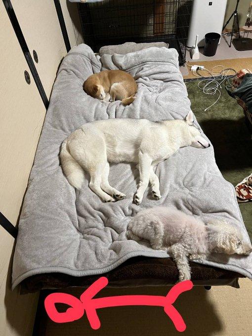 狗主的床被3隻愛犬霸佔,網民建議他在床邊席地而睡。