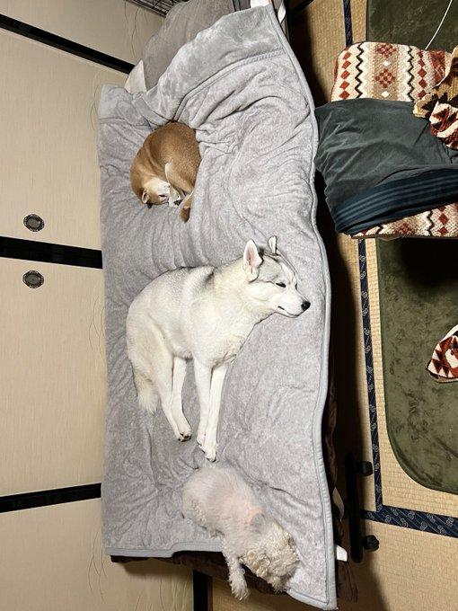 狗主的床再次被3隻愛犬霸佔,再發文尋求意見。