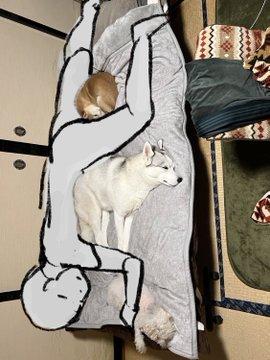 狗主的床再次被3隻愛犬霸佔,網民建議他伏地而睡。