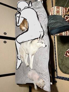 狗主的床再次被3隻愛犬霸佔,網民建議他以問號姿態睡覺。