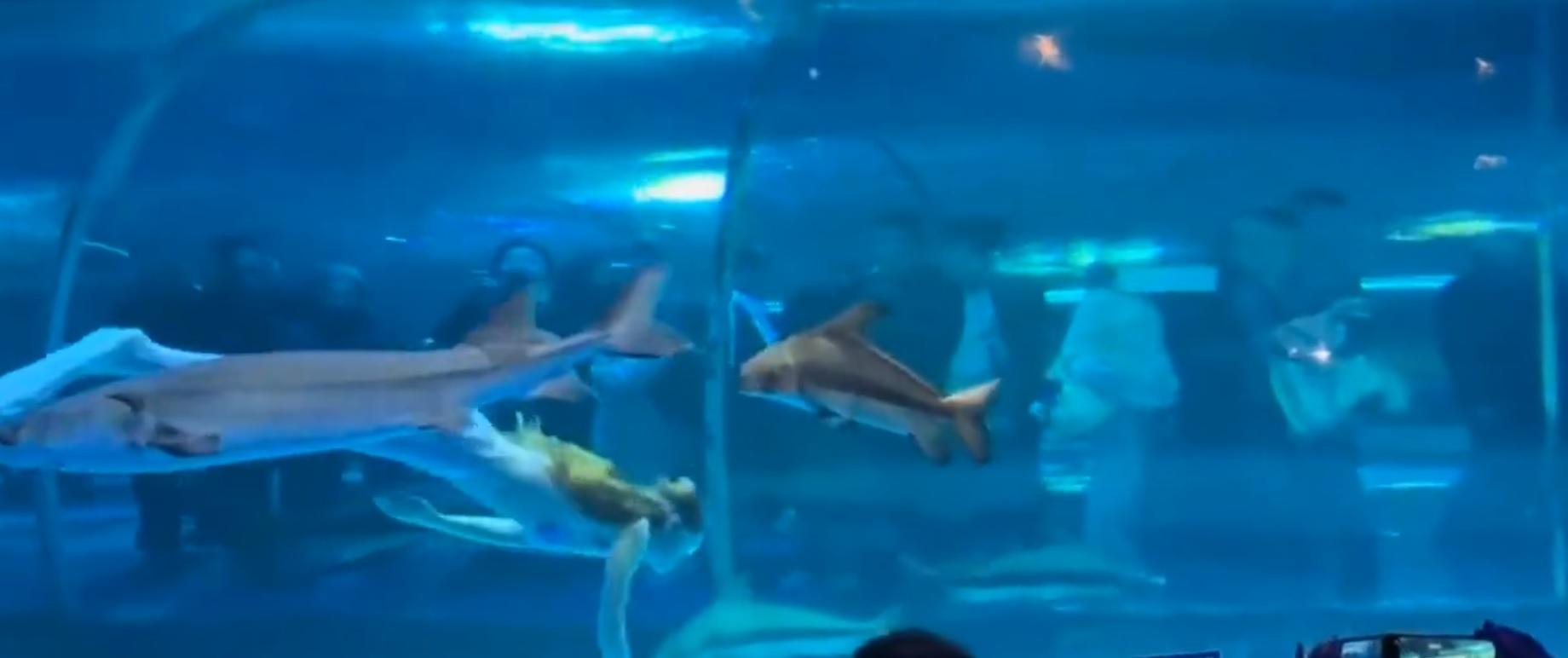 俄羅斯籍的馬莎在雲南水族館的水底扮演美人魚。(網上截圖)