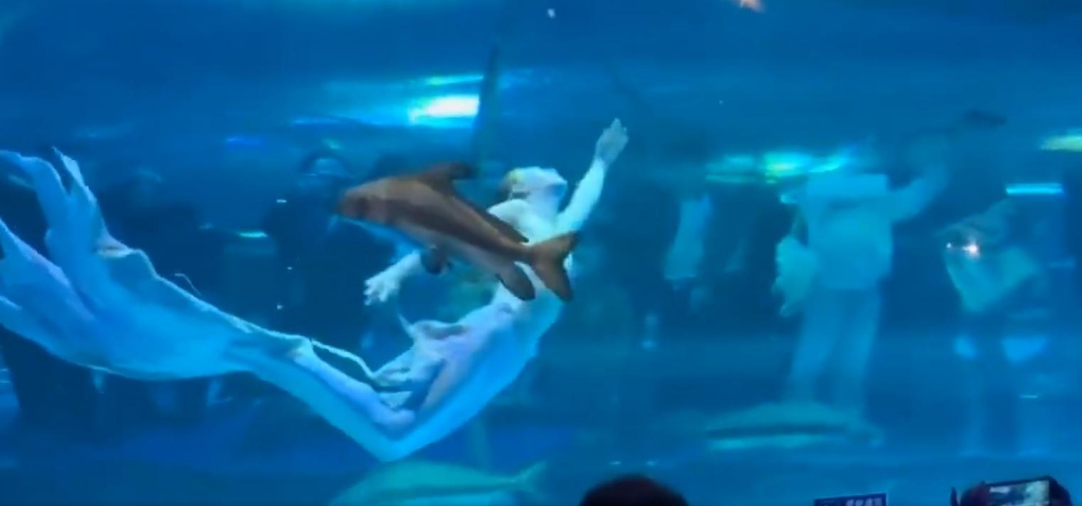 俄羅斯籍的馬莎在水底與魚共舞,初時相安無事。(網上截圖)