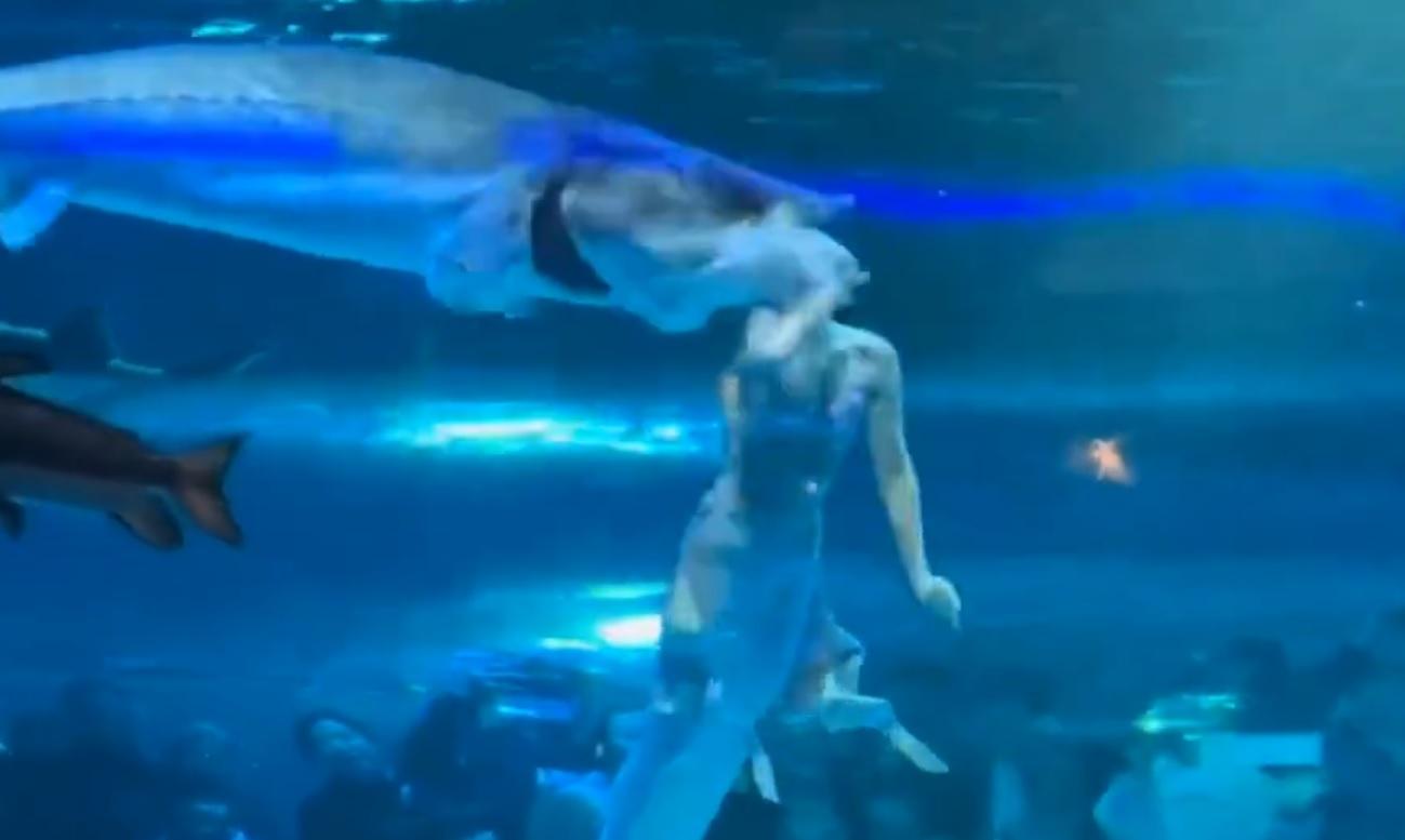 美人魚的頭部被一條魚從後咬傷。(網上截圖)