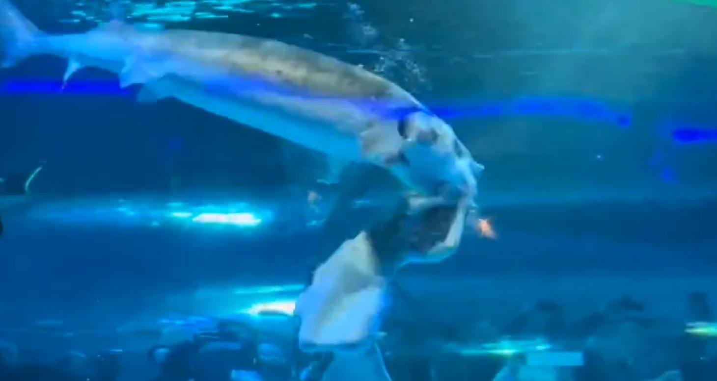 美人魚反應快,只花幾秒就逃出大魚的口。(網上截圖)