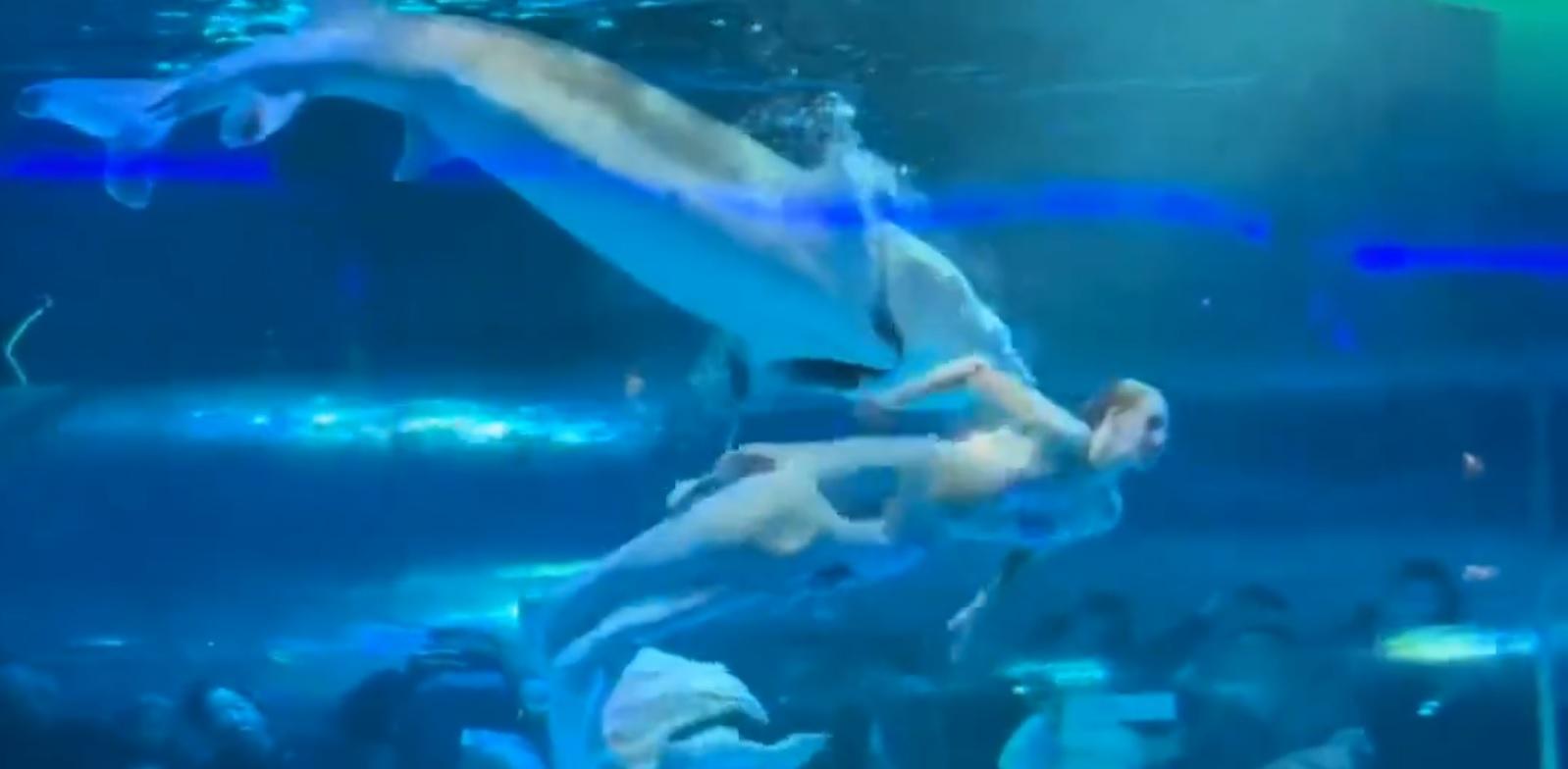 美人魚受傷後立即浮上水面離開,未有再受大魚攻擊。(網上截圖)