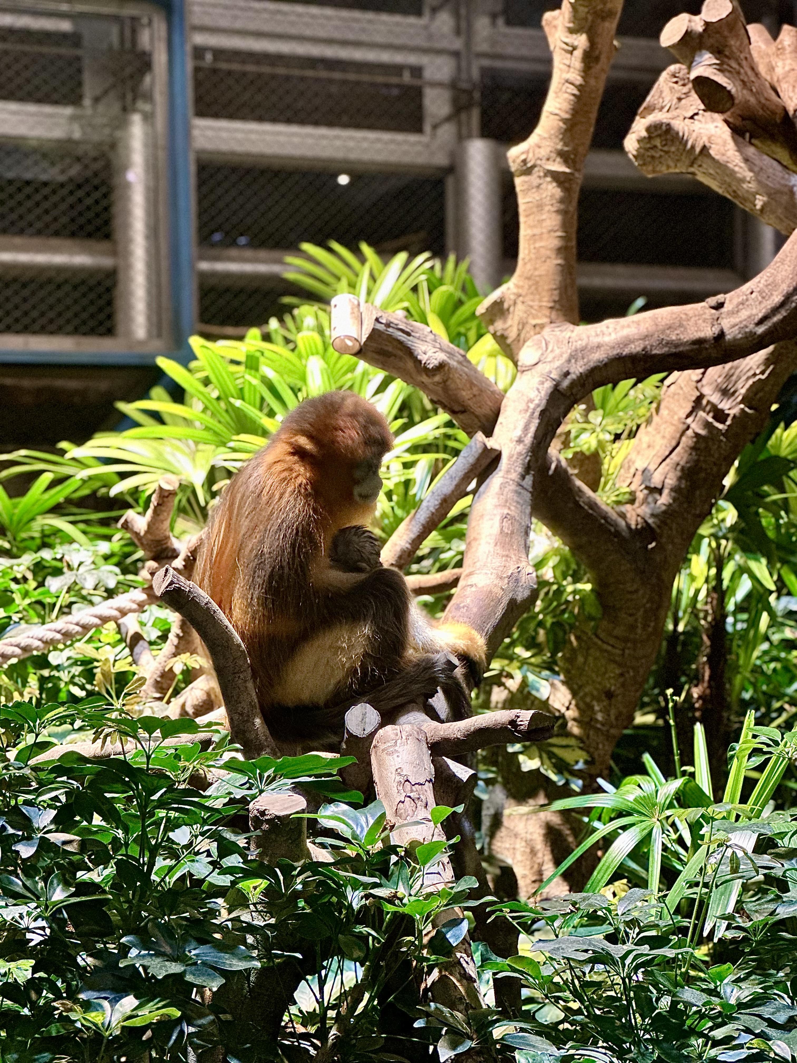 海洋公園添新成員,再增港產川金絲猴寶寶。