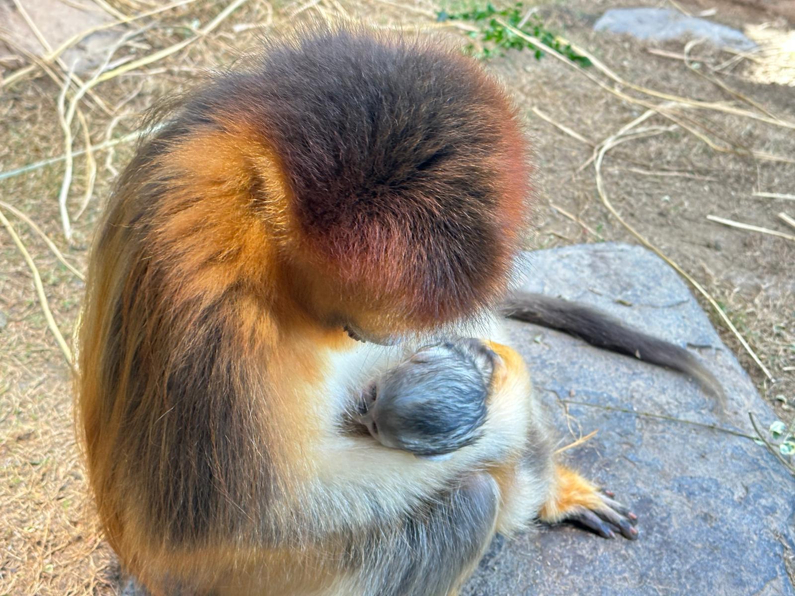 海洋公園添新成員,再增港產川金絲猴寶寶。