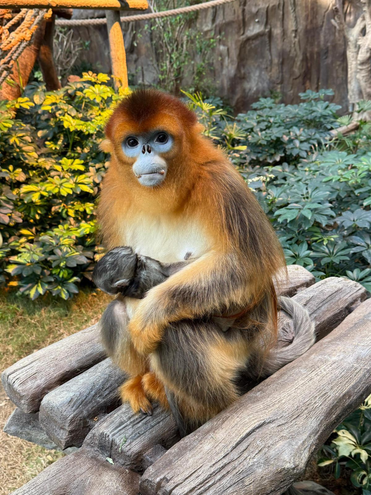 海洋公園添新成員,再增港產川金絲猴寶寶。