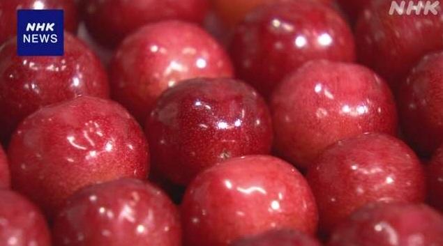 山形縣高級櫻桃品種「佐藤錦」周日(5日)舉行新年拍賣會。(互聯網)