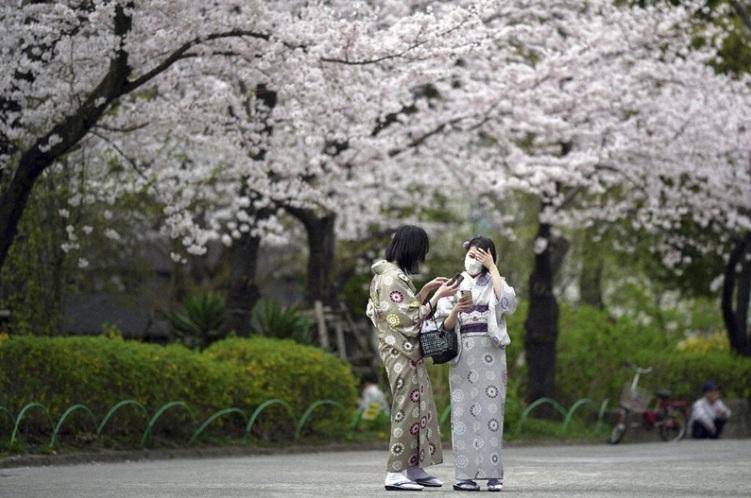 日本往年櫻花盛開。(資料圖片)