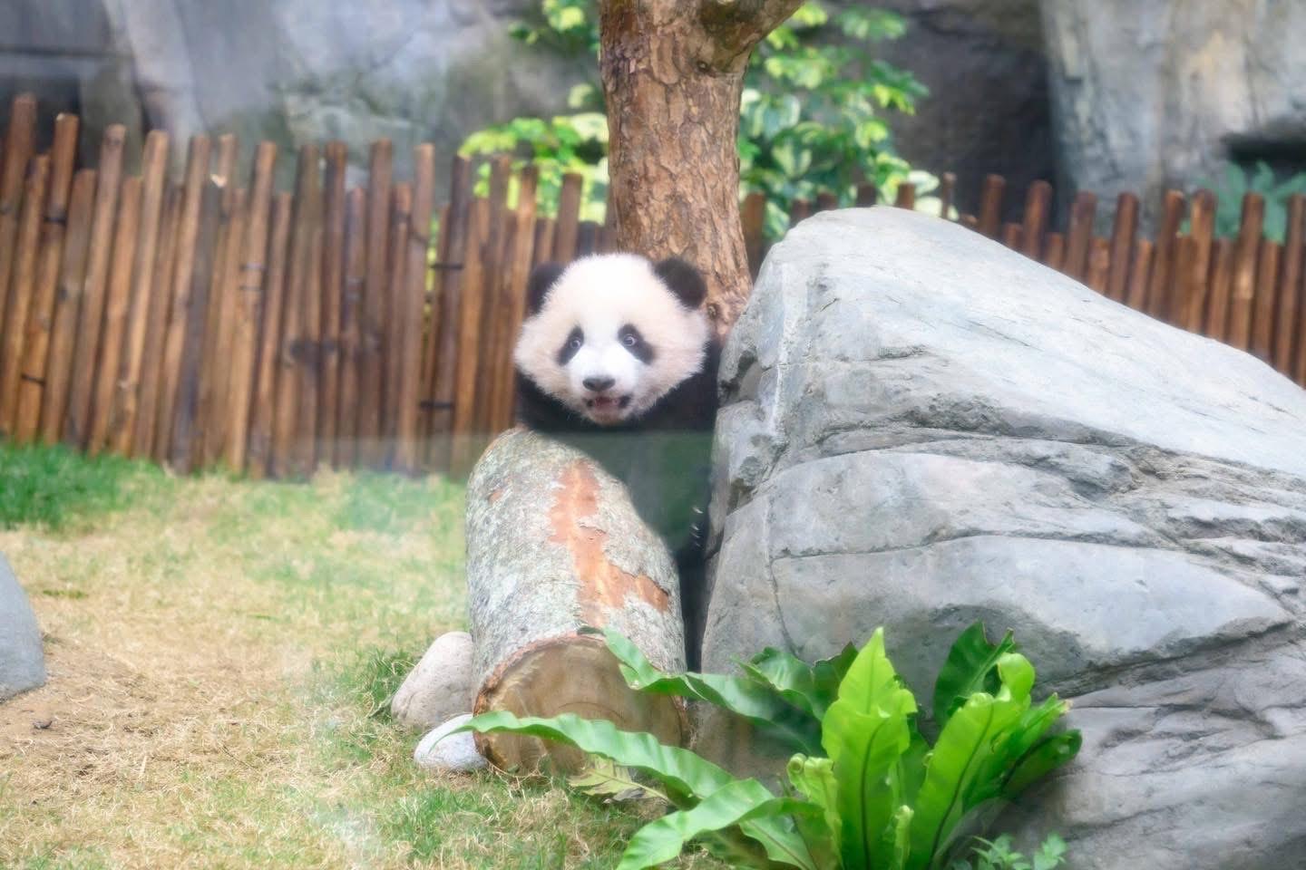 Do姐在社交平台分享多張照片。