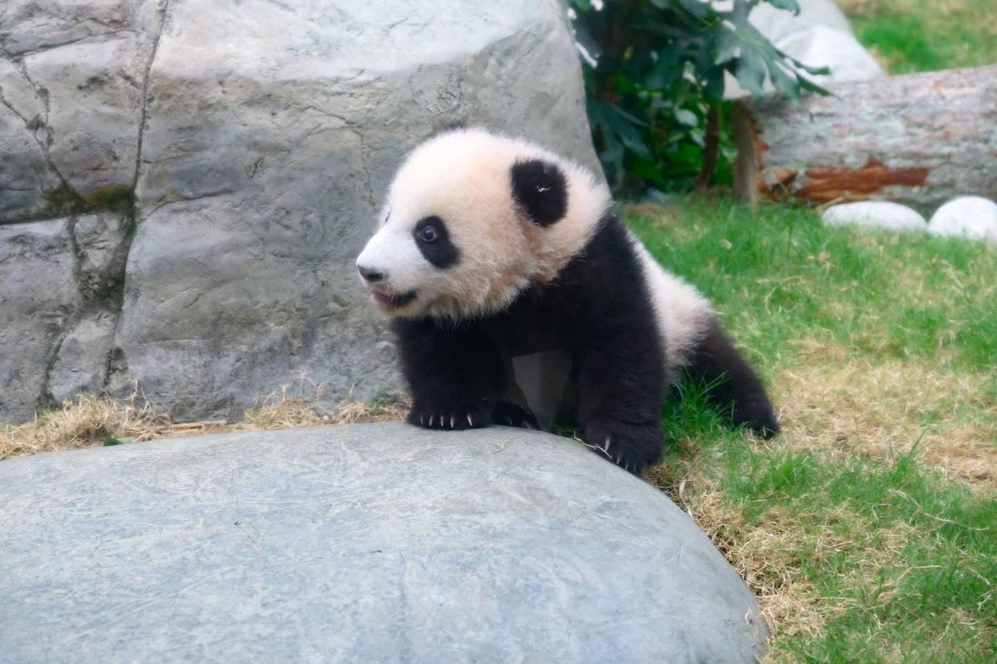 Do姐在社交平台分享多張照片。